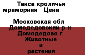 Такса кроличья мраморная › Цена ­ 9 000 - Московская обл., Домодедовский р-н, Домодедово г. Животные и растения » Собаки   